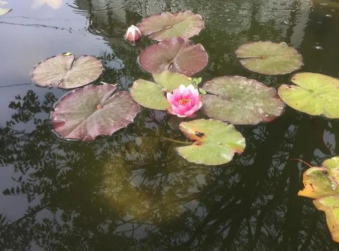 Lelle -kert 03 דירה *